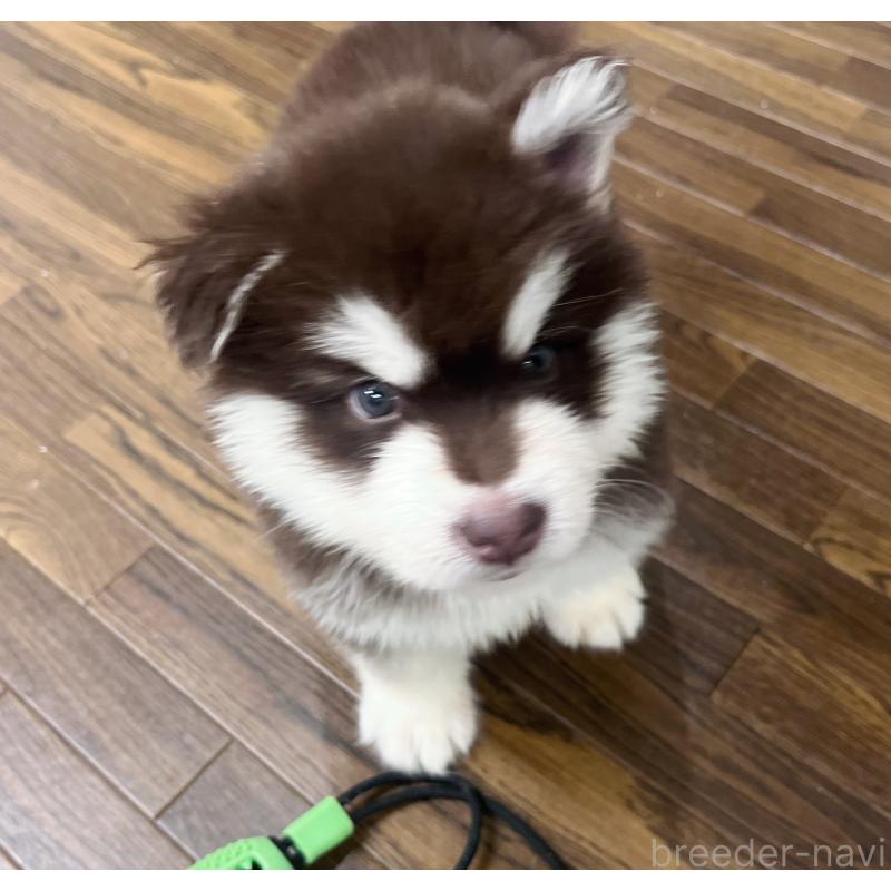 販売中の東京都のアラスカンマラミュート-446065の5枚目