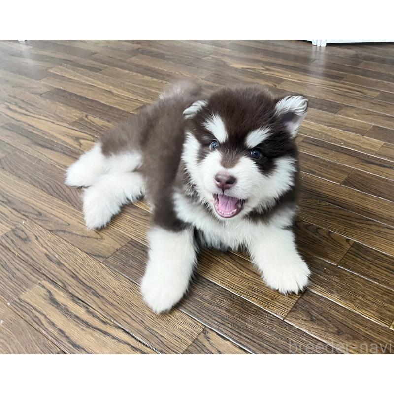 販売中の東京都のアラスカンマラミュート-446065の4枚目