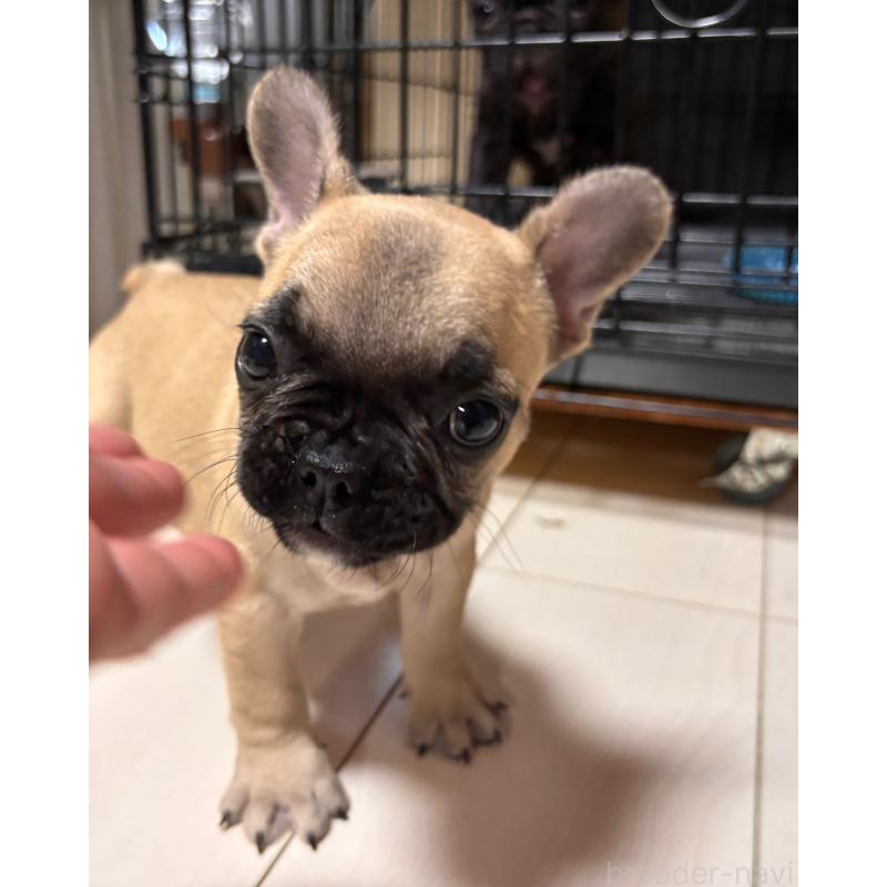 販売中の三重県のフレンチブルドッグ-437233の4枚目