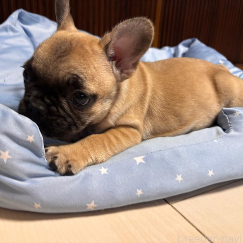 販売中の三重県のフレンチブルドッグ-437233