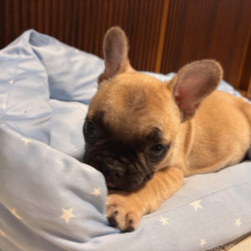 販売中の三重県のフレンチブルドッグ-437233の3枚目