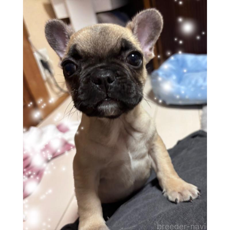 販売中の三重県のフレンチブルドッグ-437233の2枚目