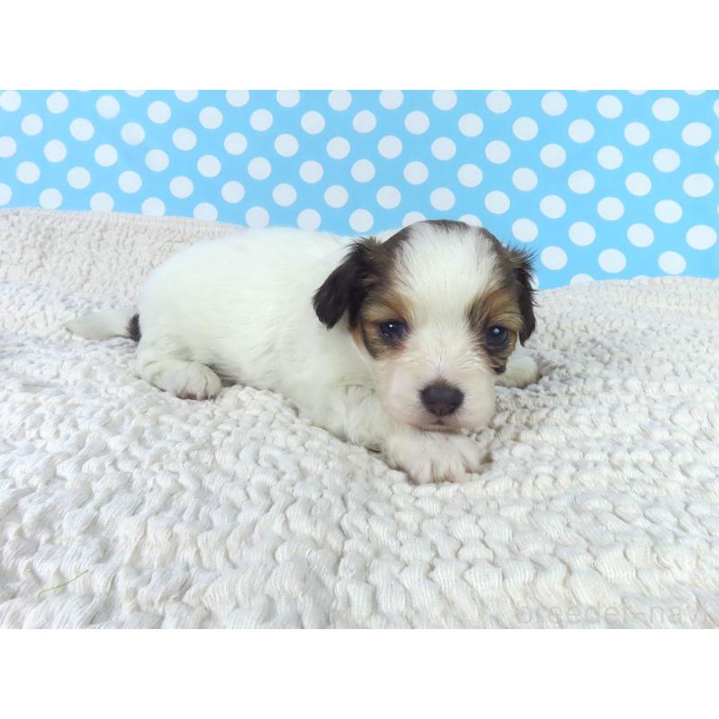 販売中の千葉県のパピヨン-447837の4枚目