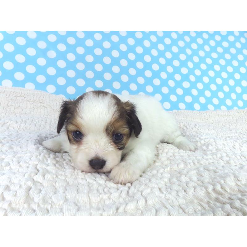 販売中の千葉県のパピヨン-447837の3枚目