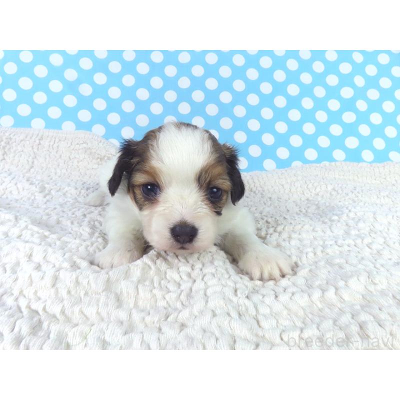 販売中の千葉県のパピヨン-447837の2枚目