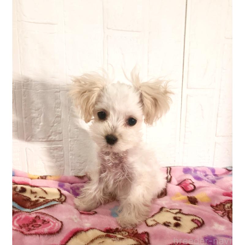 販売中の北海道のマルプー:マルチーズ×トイプードル-430326