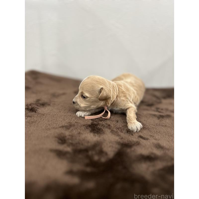 販売中の愛媛県のビションプー:ビションフリーゼ×トイプードル-447838の5枚目