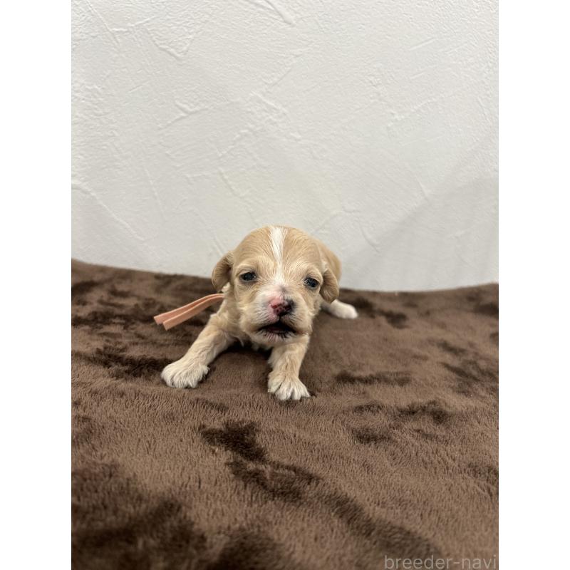 販売中の愛媛県のビションプー:ビションフリーゼ×トイプードル-447838の4枚目