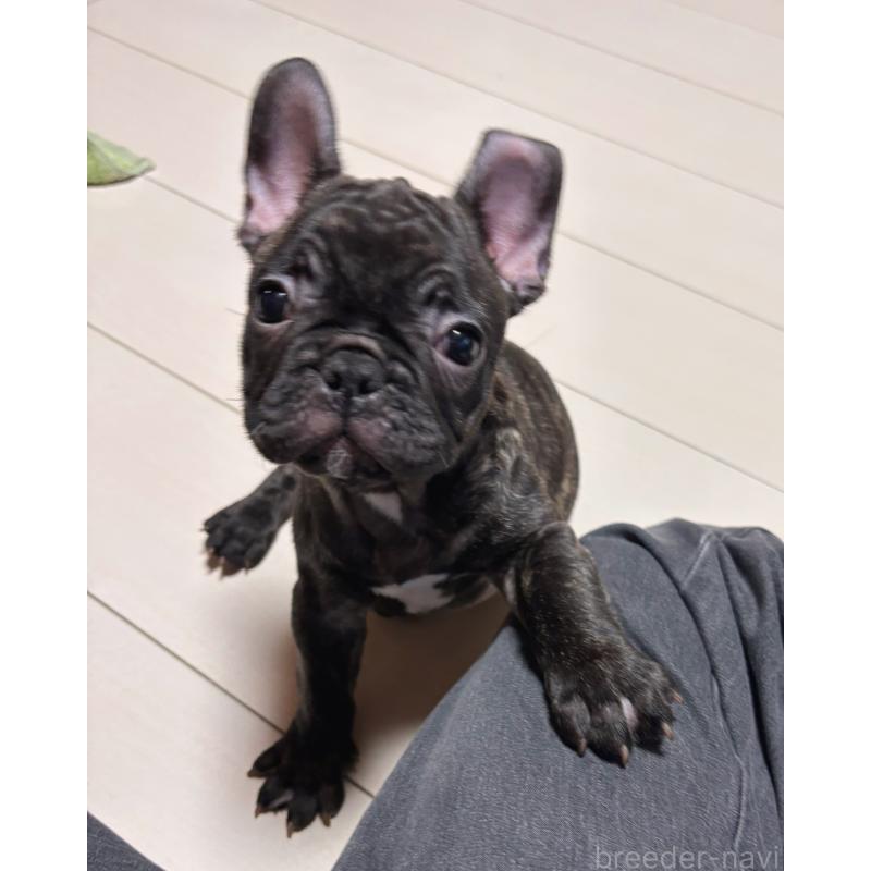 販売中の三重県のフレンチブルドッグ-437137の4枚目