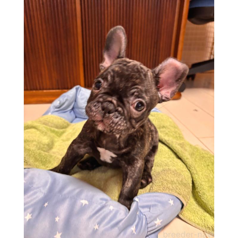 販売中の三重県のフレンチブルドッグ-437137の2枚目