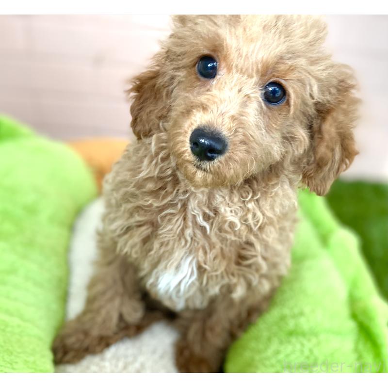 商談中の静岡県のトイプードル-440854の2枚目