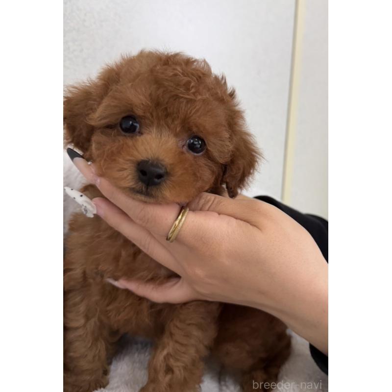 販売中の長崎県のタイニープードル-447839の6枚目