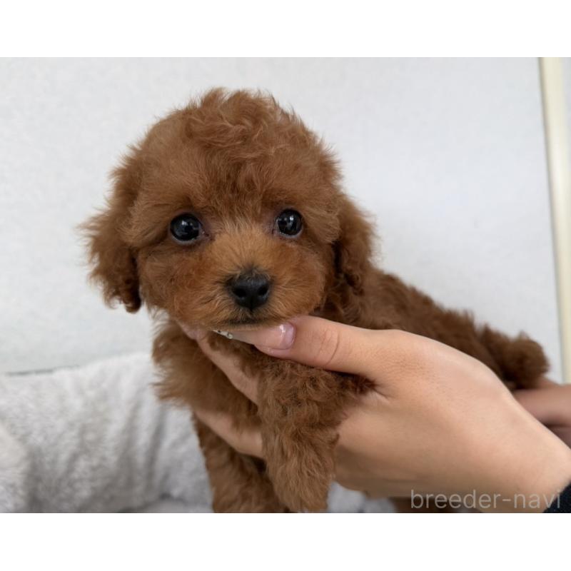 販売中の長崎県のタイニープードル-447839の5枚目