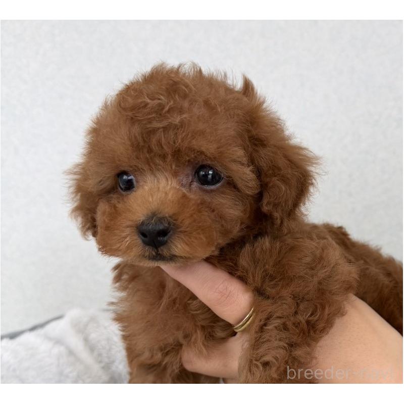 販売中の長崎県のタイニープードル-447839の4枚目