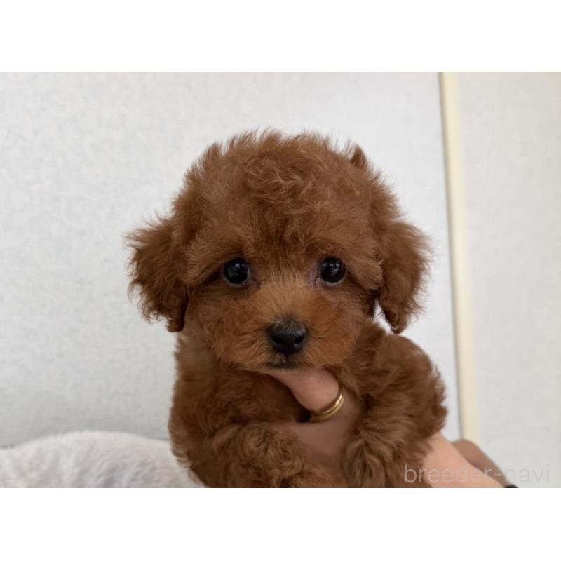 販売中の長崎県のタイニープードル-447839の3枚目