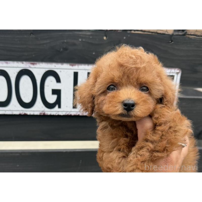 販売中の長崎県のタイニープードル-447839の2枚目