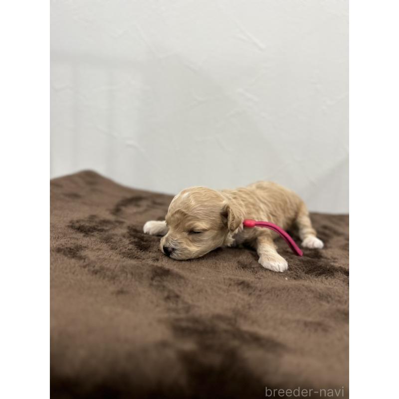 販売中の愛媛県のビションプー:ビションフリーゼ×トイプードル-447842の2枚目