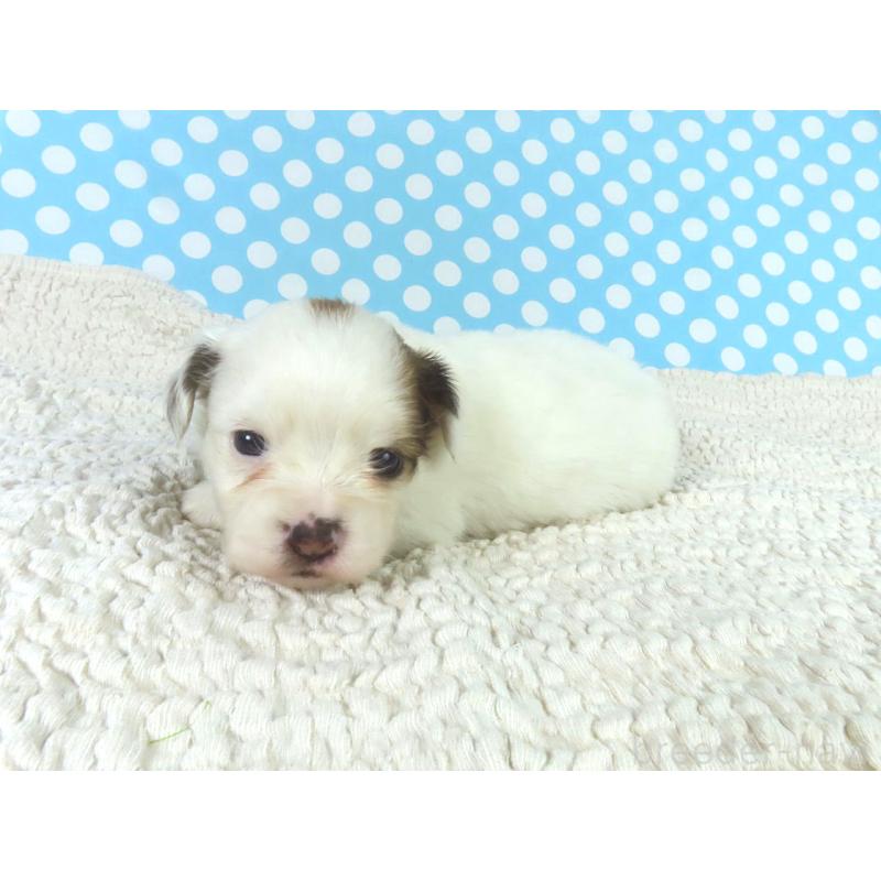 販売中の千葉県のパピヨン-447841の4枚目