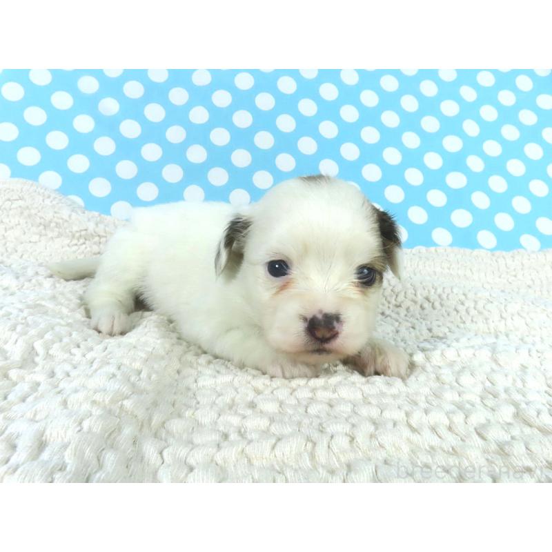 販売中の千葉県のパピヨン-447841の3枚目