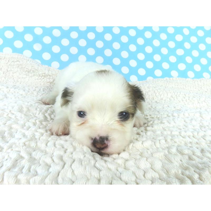 販売中の千葉県のパピヨン-447841の2枚目