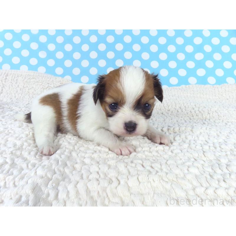 販売中の千葉県のパピヨン-447843の4枚目