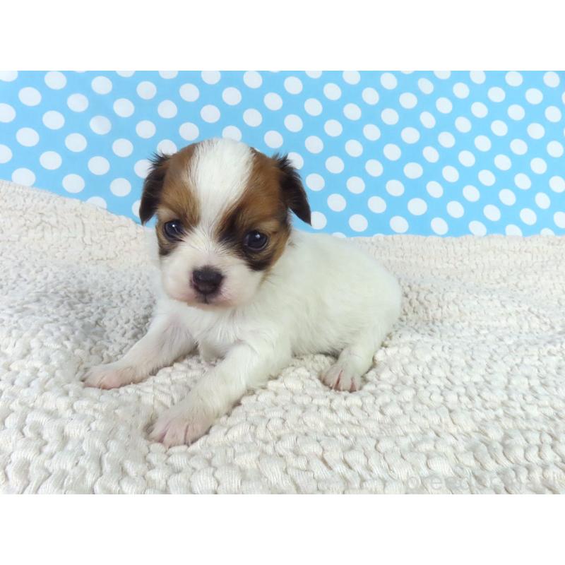 販売中の千葉県のパピヨン-447843の3枚目