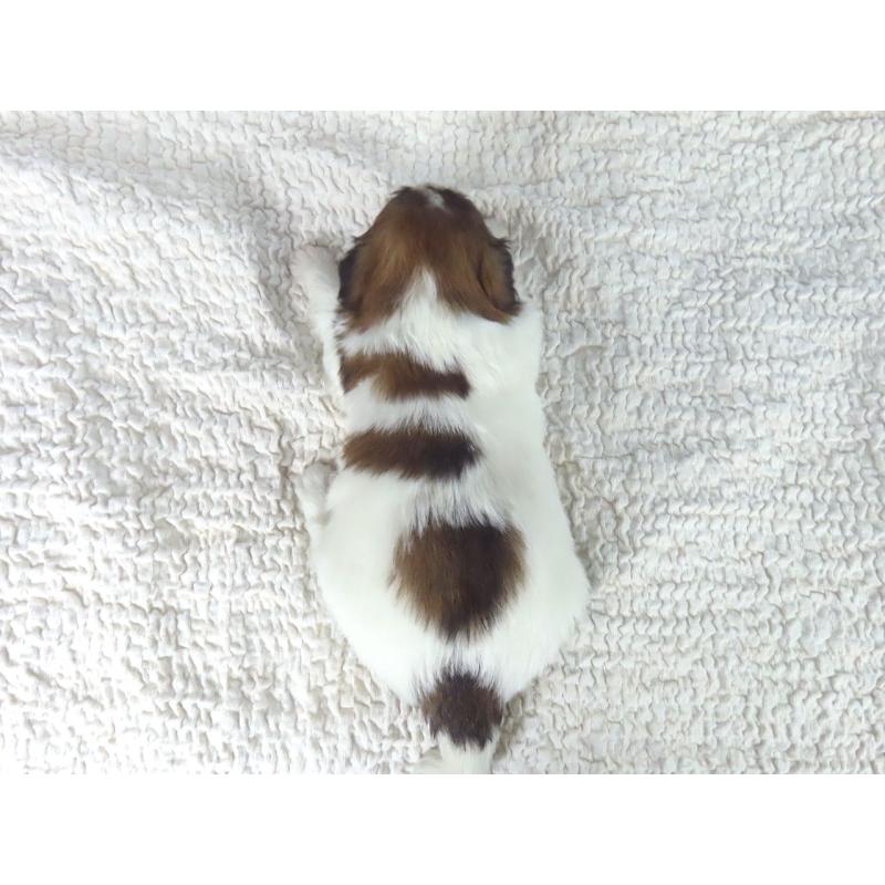 販売中の千葉県のパピヨン-447844の5枚目