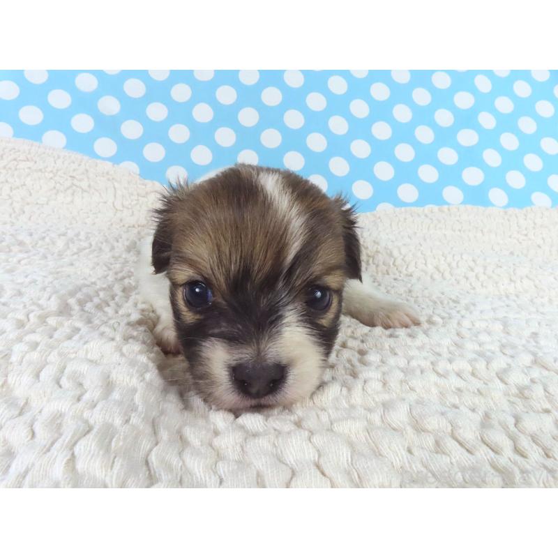 販売中の千葉県のパピヨン-447844の2枚目