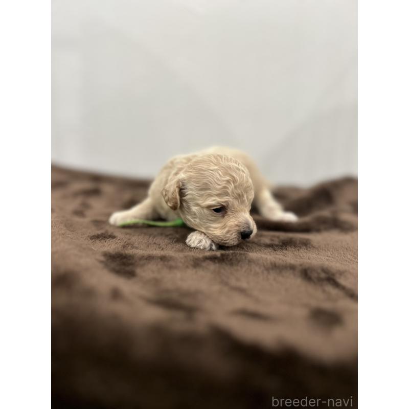 販売中の愛媛県のビションプー:ビションフリーゼ×トイプードル-447845の5枚目