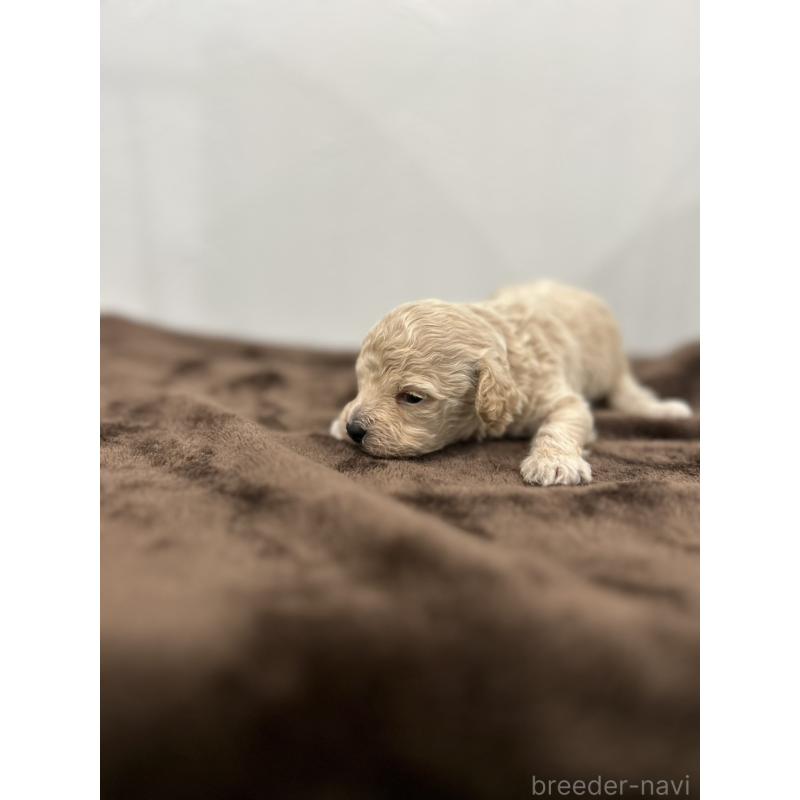 販売中の愛媛県のビションプー:ビションフリーゼ×トイプードル-447845の3枚目