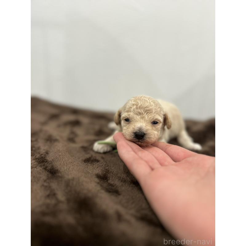 販売中の愛媛県のビションプー:ビションフリーゼ×トイプードル-447845の2枚目