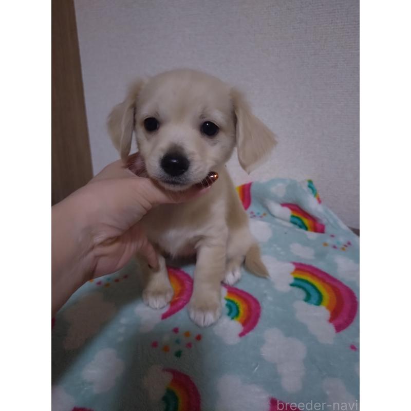 販売中の福岡県のチワックス:チワワ×ミニチュアダックスフンド-447847の4枚目