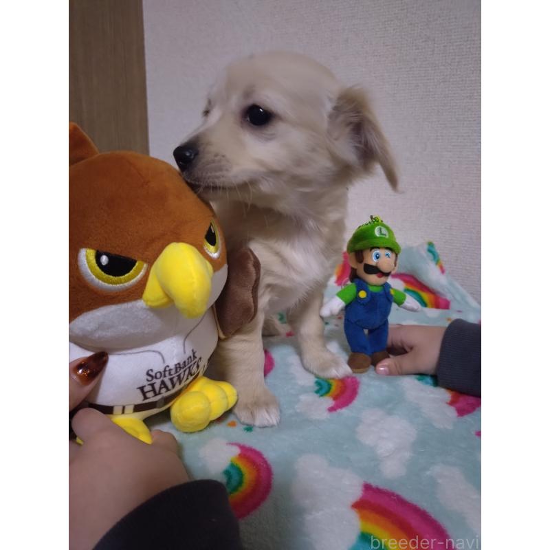 販売中の福岡県のチワックス:チワワ×ミニチュアダックスフンド-447847の3枚目