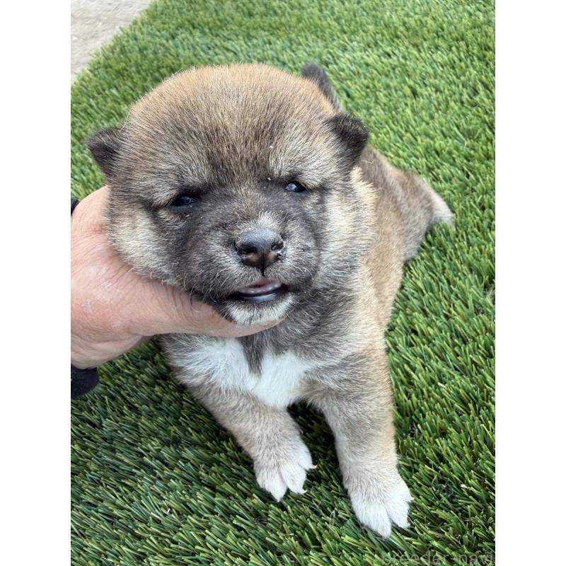 販売中の広島県の豆柴-447846の4枚目