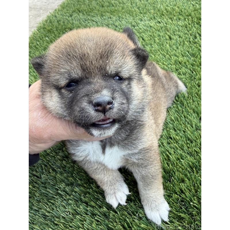 販売中の広島県の豆柴-447846の3枚目