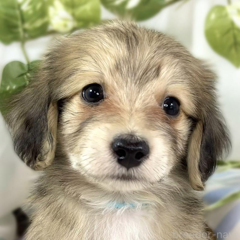 販売中ののマルックス:マルチーズ×ミニチュアダックスフンド-447439