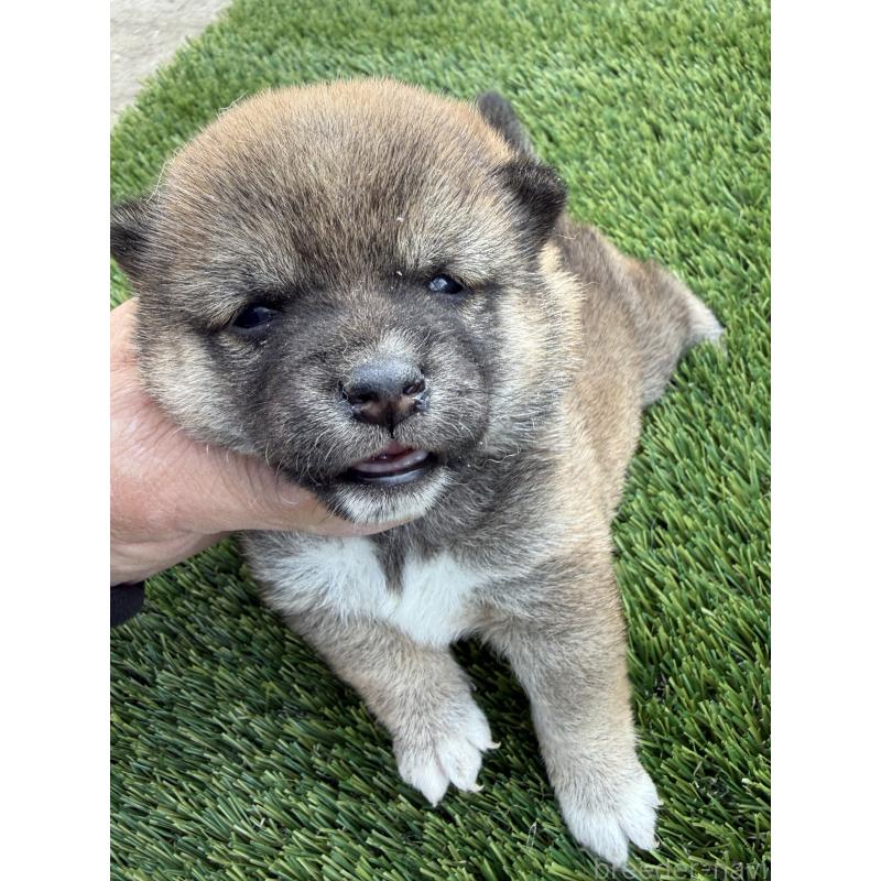 販売中の広島県の豆柴-447846の2枚目