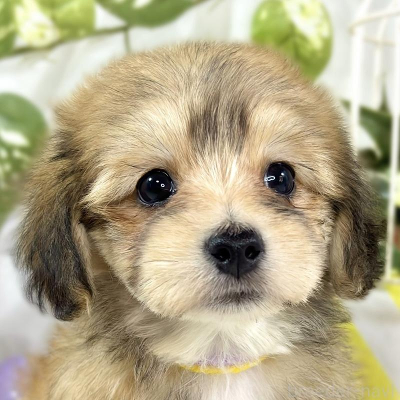 販売中の滋賀県のマルックス:マルチーズ×ミニチュアダックスフンド-447445