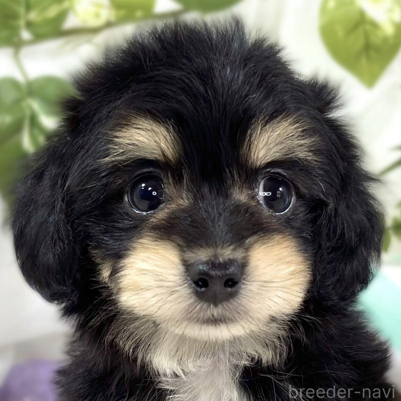 販売中の滋賀県のマルックス:マルチーズ×ミニチュアダックスフンド-447446