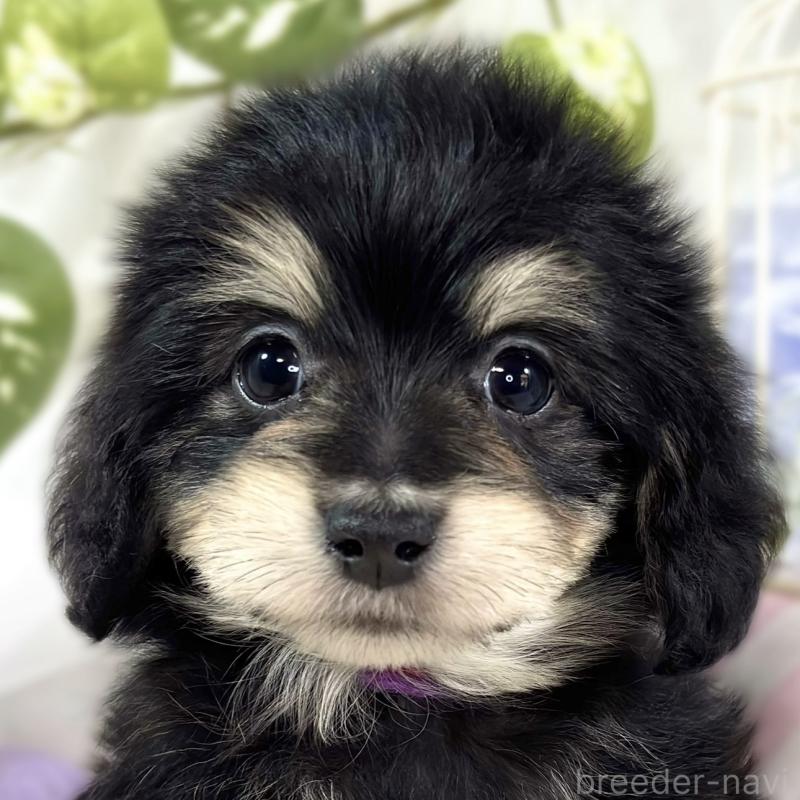 販売中の滋賀県のマルックス:マルチーズ×ミニチュアダックスフンド-447448