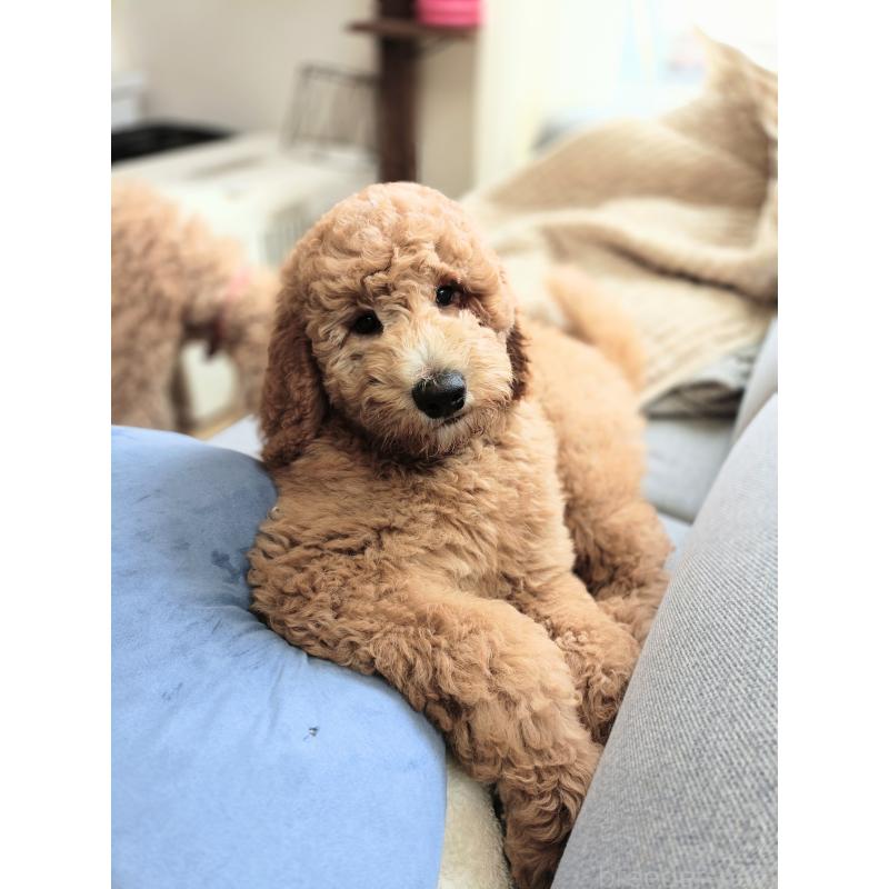 販売中の千葉県のスタンダードプードル-439250の2枚目