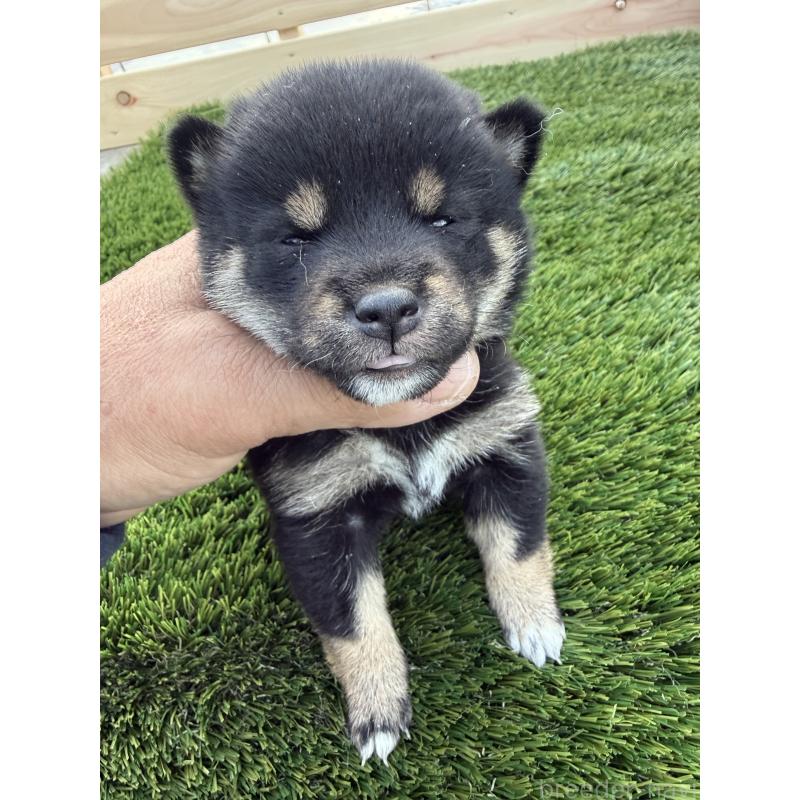 販売中の広島県の豆柴-447848の3枚目