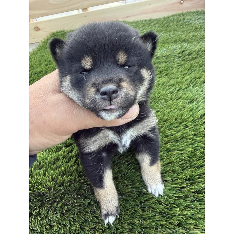 販売中の広島県の豆柴-447848の2枚目