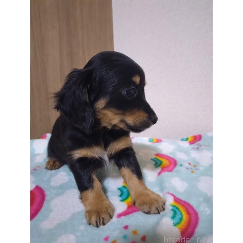 販売中の福岡県のチワックス:チワワ×ミニチュアダックスフンド-447850の4枚目