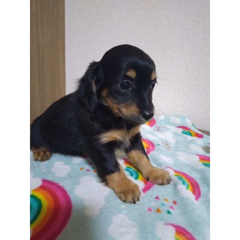 販売中の福岡県のチワックス:チワワ×ミニチュアダックスフンド-447850の2枚目