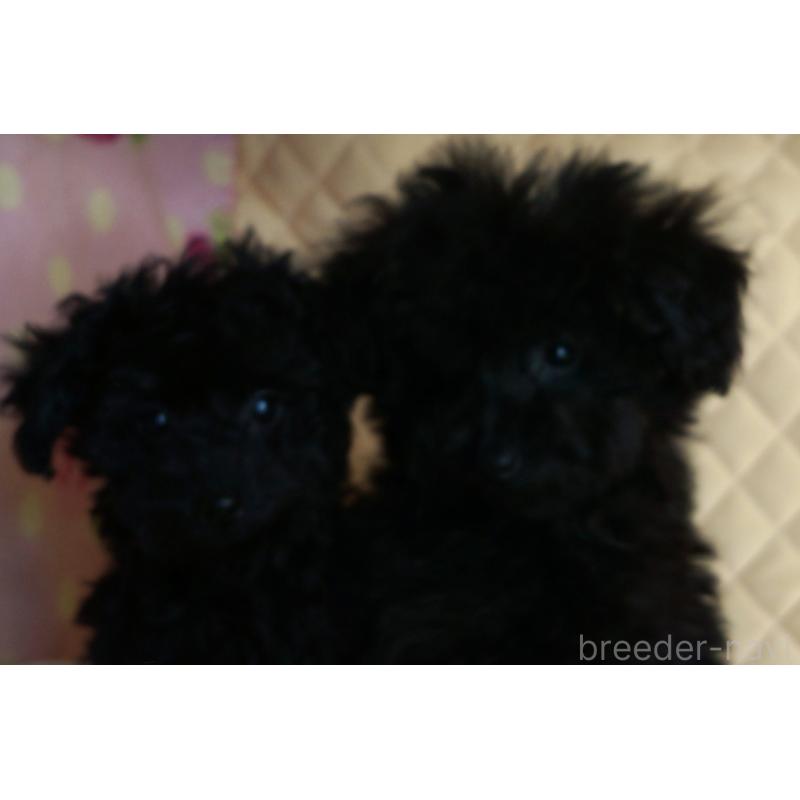 販売中の大阪府のトイプードル-440594の8枚目