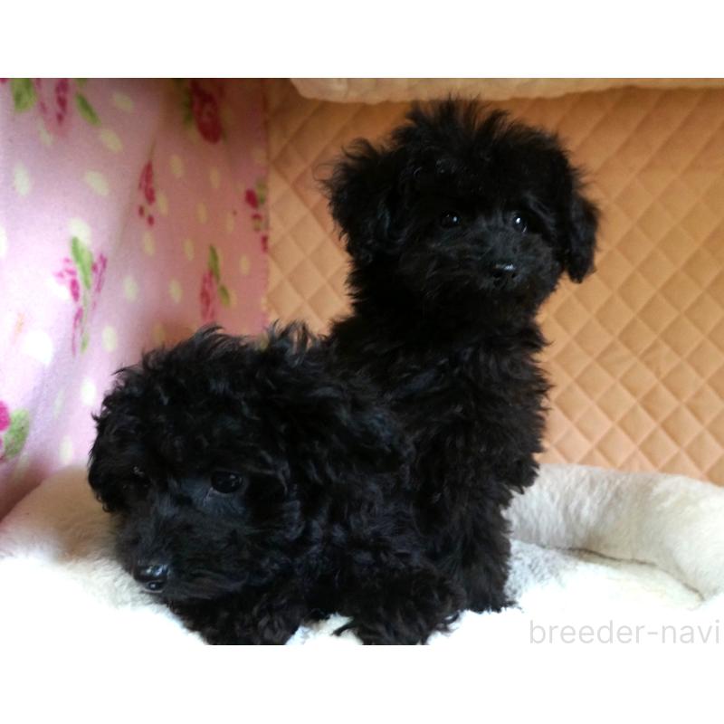 販売中の大阪府のトイプードル-440594の7枚目