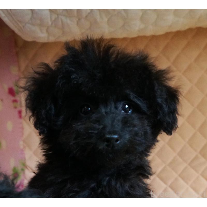 販売中の大阪府のトイプードル-440594の4枚目