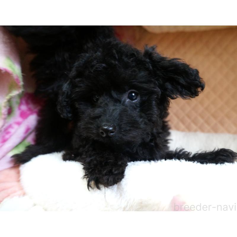 販売中の大阪府のトイプードル-440594の3枚目