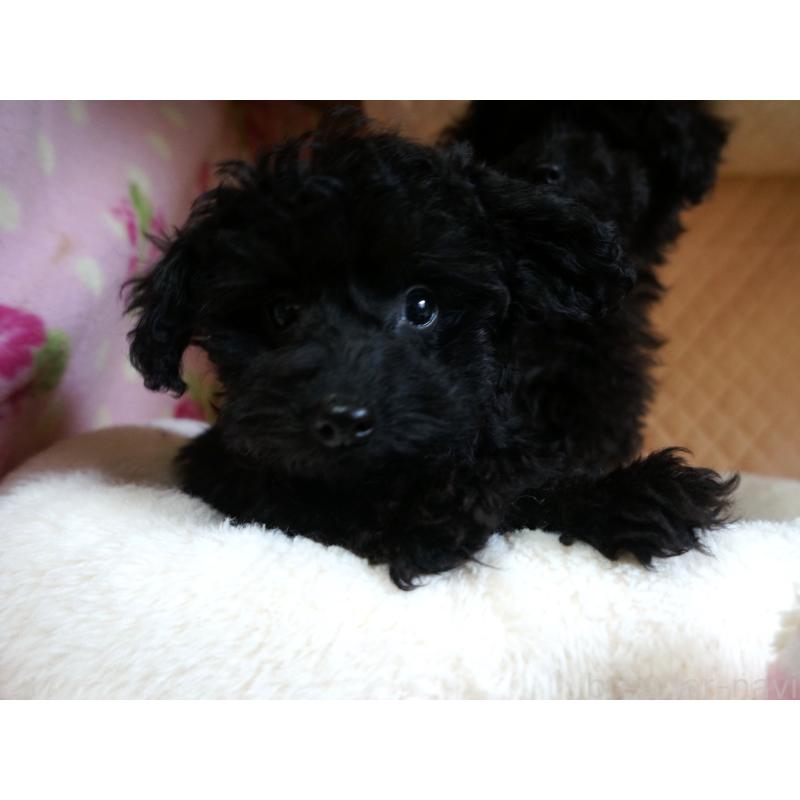 販売中の大阪府のトイプードル-440594の2枚目